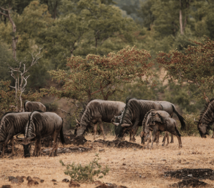AM_PM Game Drive