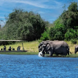 Chobe Full Day Trip