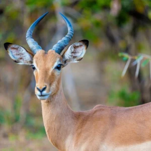 BEST OF ZIMBABWE & BOTSWANA