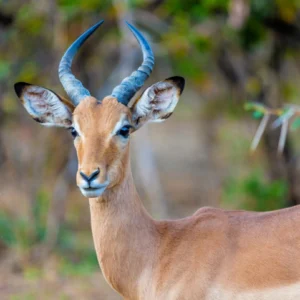 14 DAYS AROUND ZIMBABWE