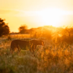 19-Day Ultimate Namibia Private Guided Safari - Standard - NETT