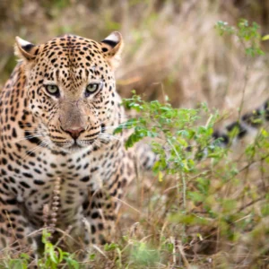 ZIMBABWE WILD SAFARI